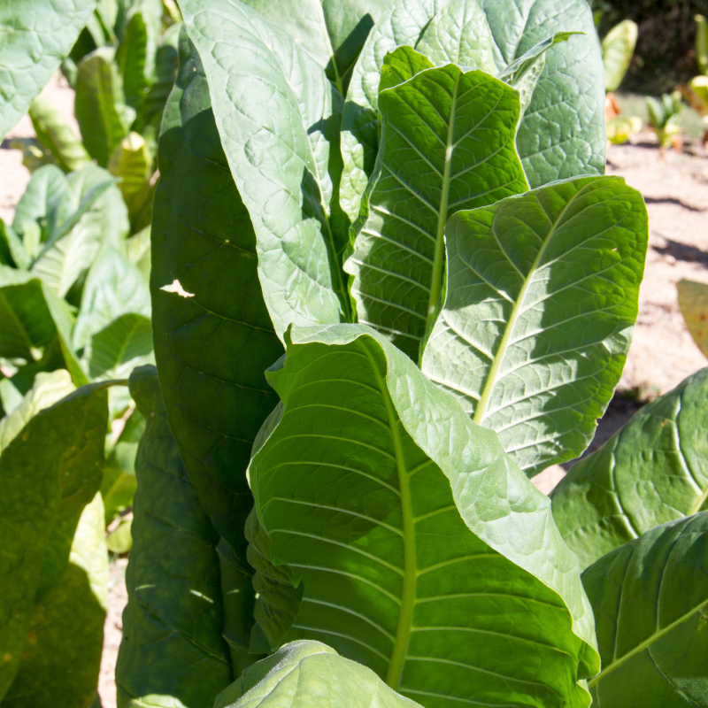 Tobacco seeds Bosikappal - 100