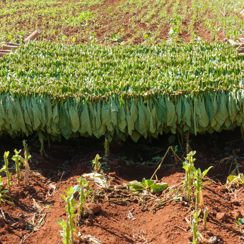 Tobacco seeds Bosikappal - 100