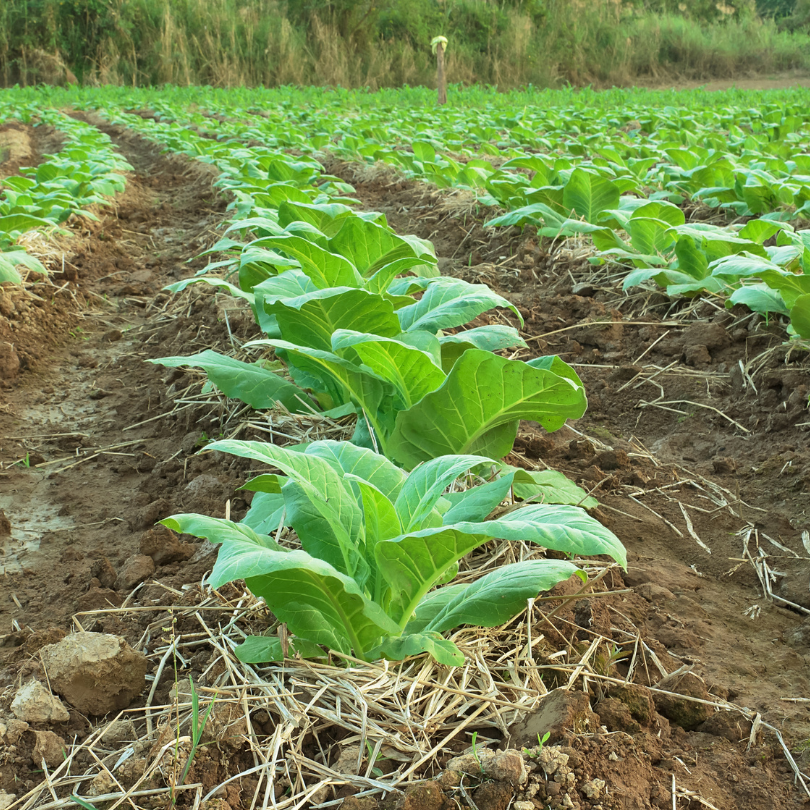Tobacco seeds Dominican Republic Olor - 100