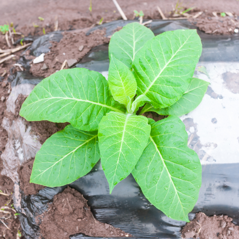 Tobacco seeds Dominican Republic Olor - 100