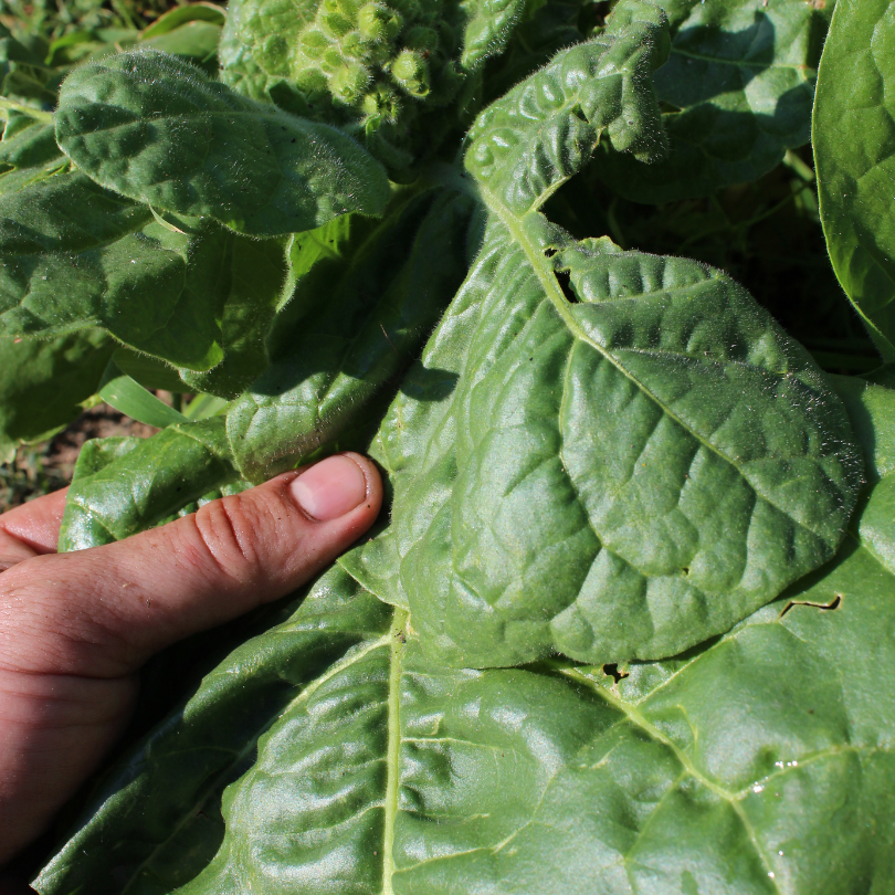 Tobacco seeds Dominican Republic Olor - 100