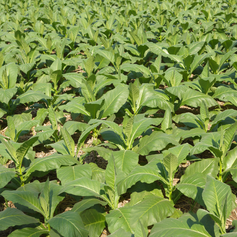 Tobacco seeds Dominican Republic Olor - 100