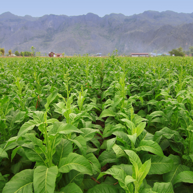 Tobacco seeds Dominican Republic Olor - 100