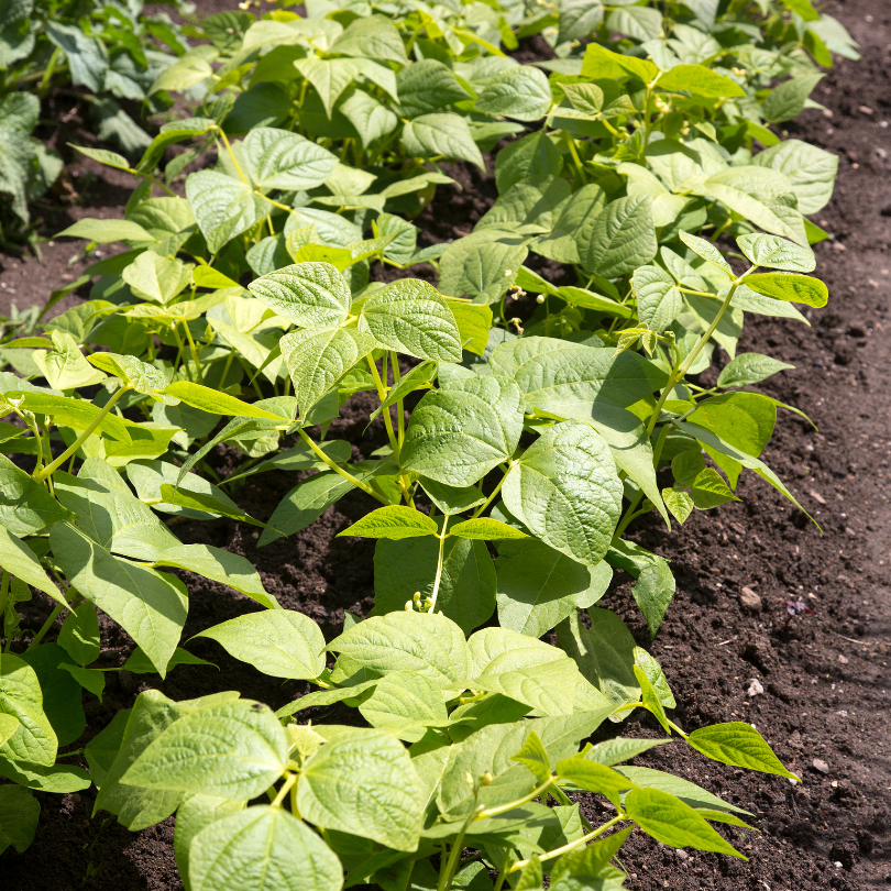Tobacco seeds Dominican Republic Olor - 100