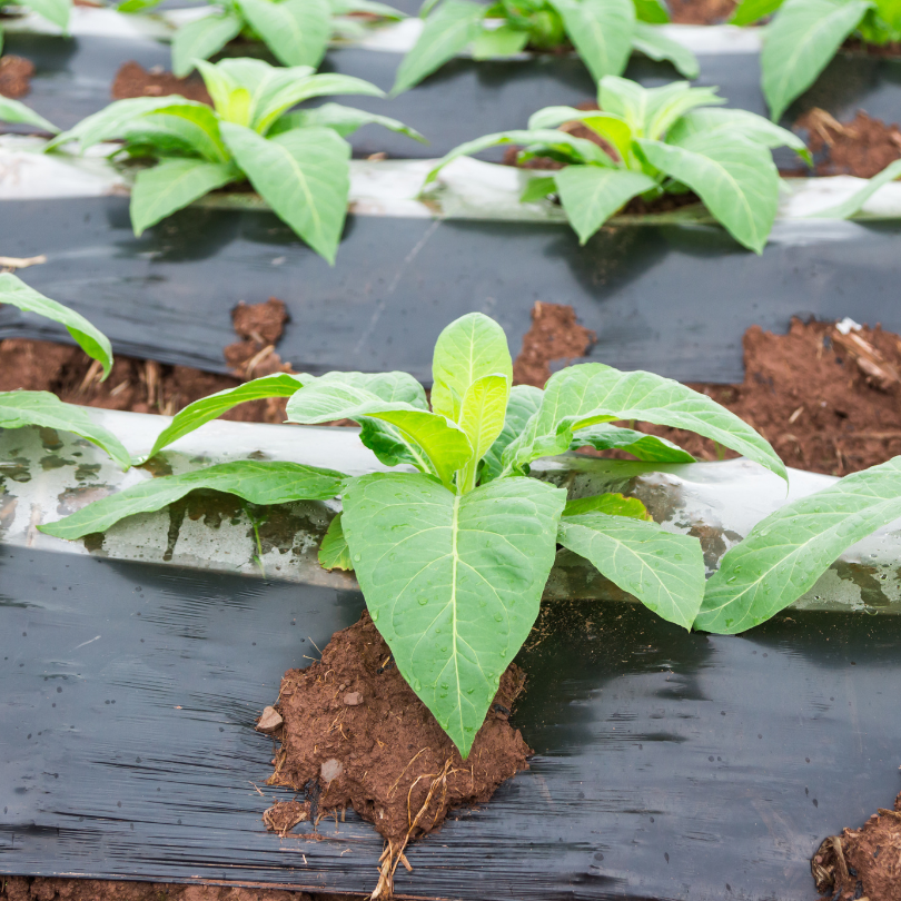 Tobacco seeds Dominican Republic Olor - 100