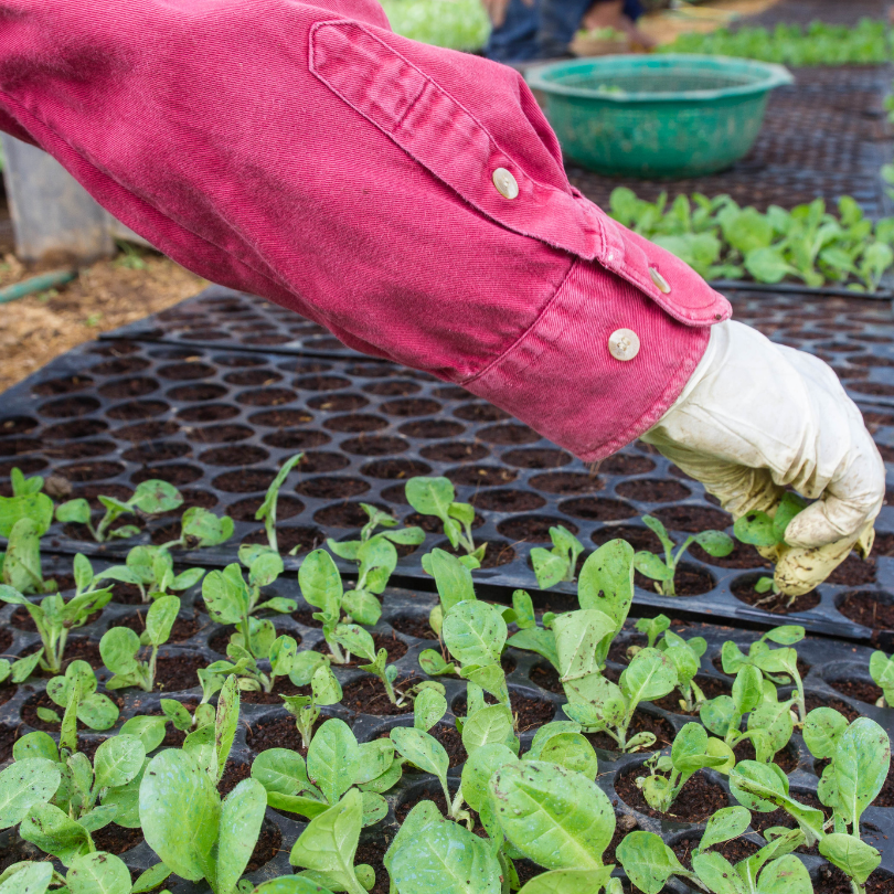 Tobacco seeds Dominican Republic Olor - 100