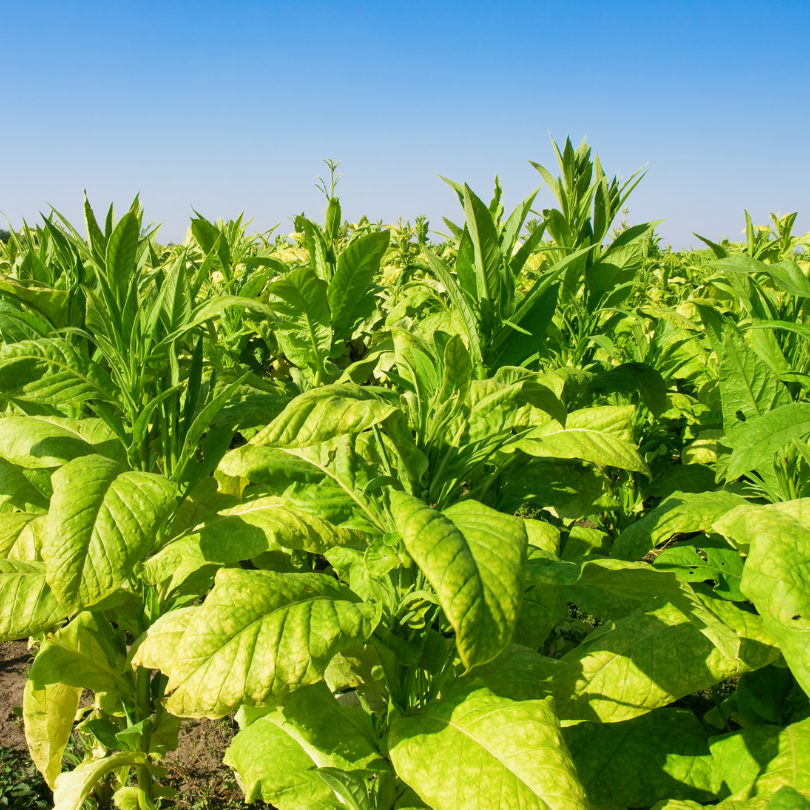 Tobacco seeds Criollo de Los Sierros - 100