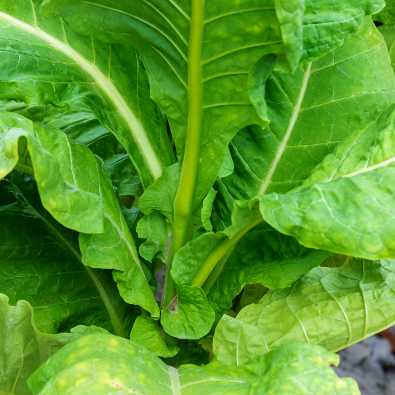 Tobacco seeds Virginia Hugo leafe - 100