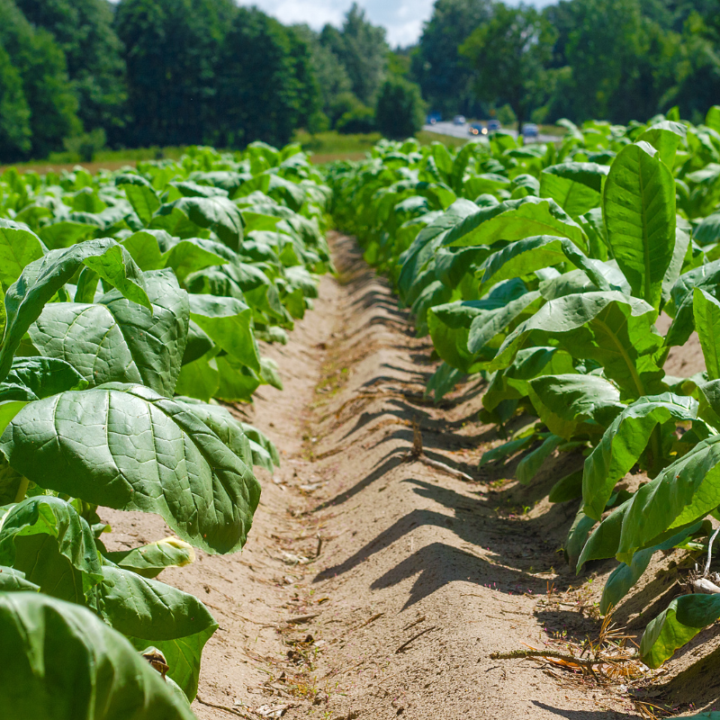 Tobacco seeds Virginia Hugo leafe - 100