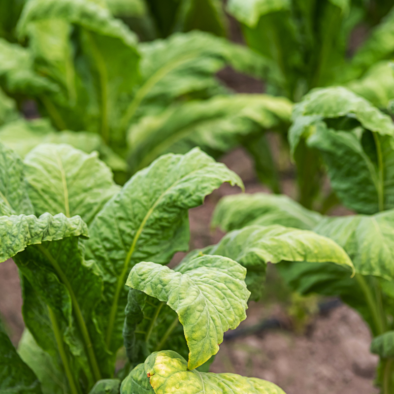 Tobacco seeds Virginia Hugo leafe - 100