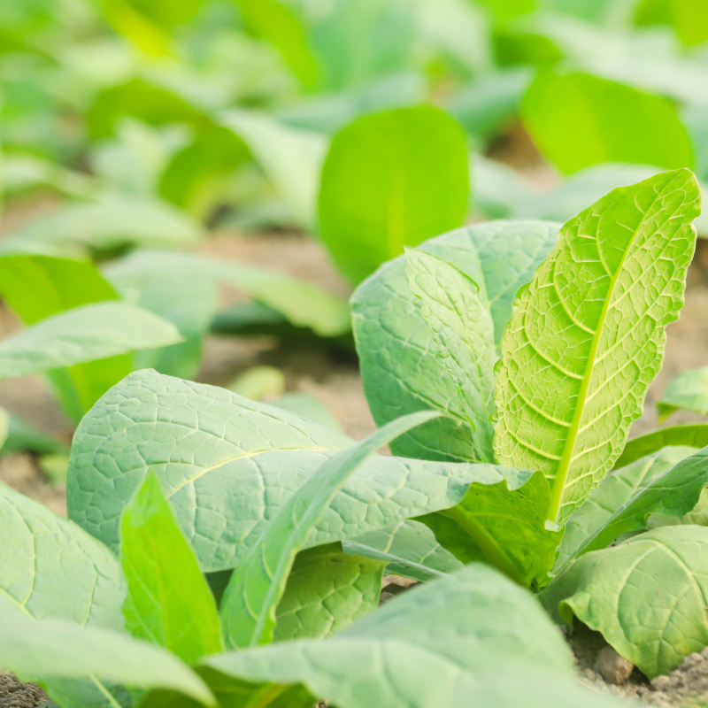 Tobacco seeds Virginia Hugo leafe - 100