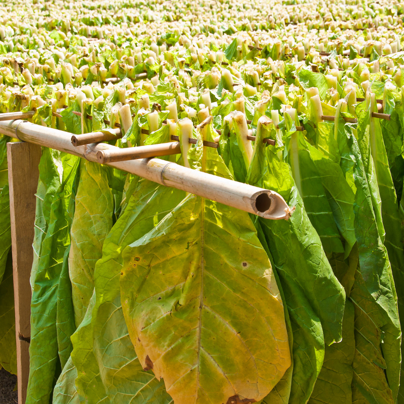 Tobacco seeds Virginia Hugo leafe - 100