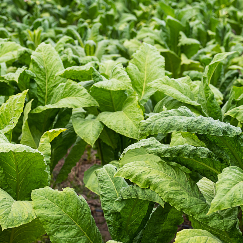 Tobacco seeds Virginia Hugo leafe - 100