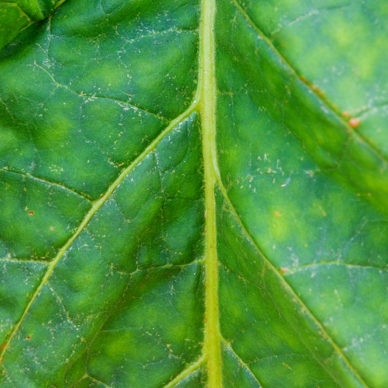 Tobacco seeds Virginia Hugo leafe - 100