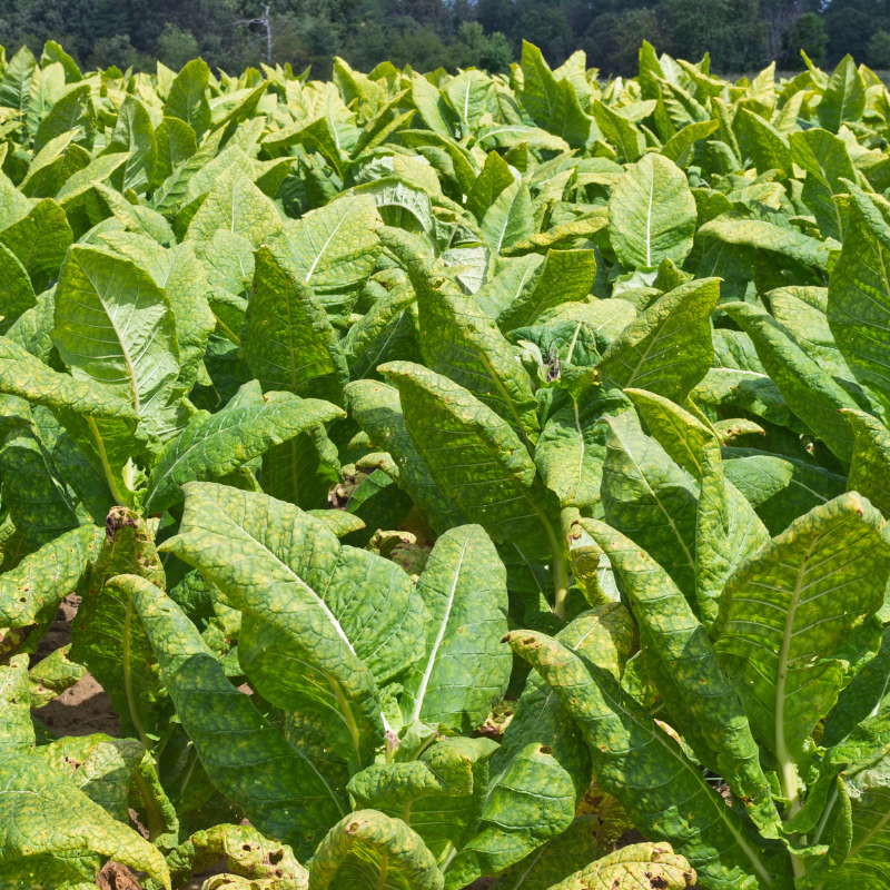 Tobacco seeds Virginia Hugo leafe - 100