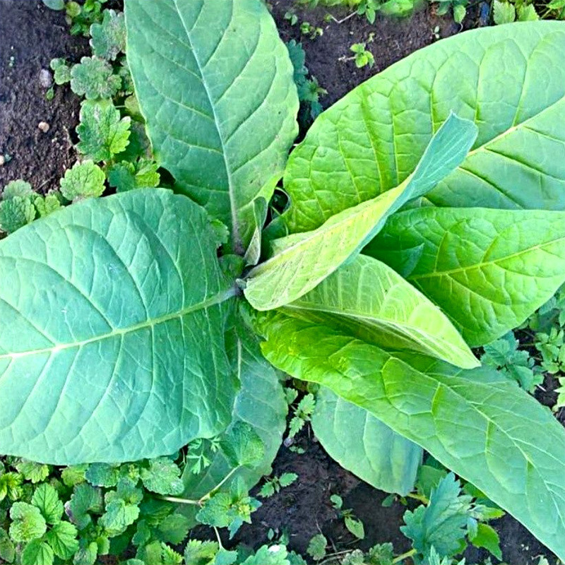 Tobacco seeds Mostrenco - 100