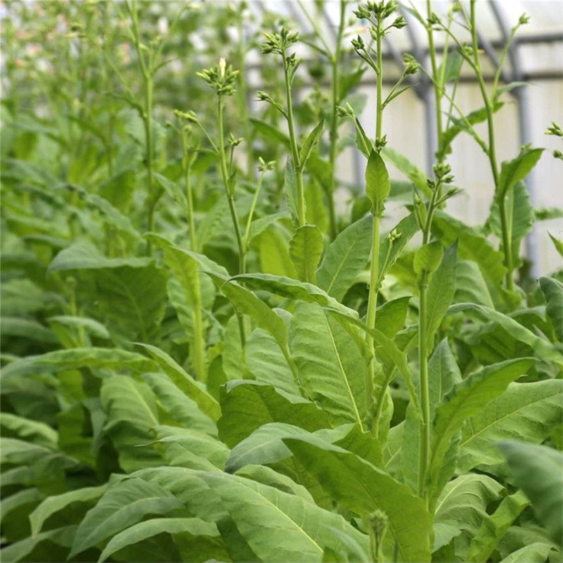 Tobacco seeds Mostrenco - 50