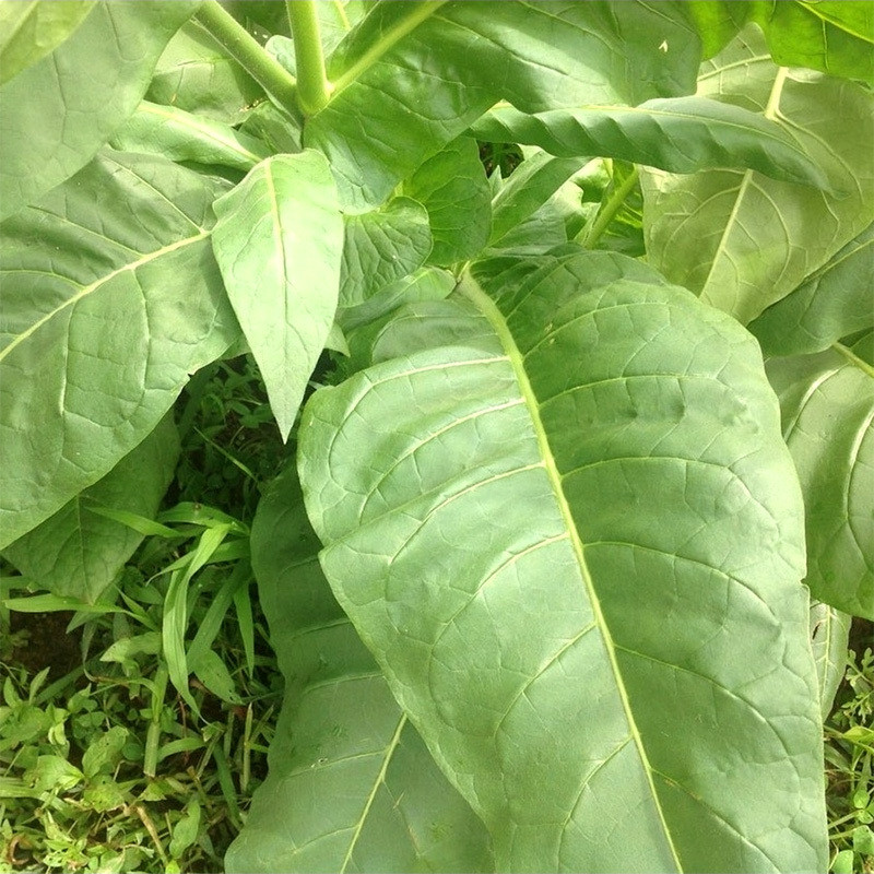 Tobacco seeds Mostrenco - 50