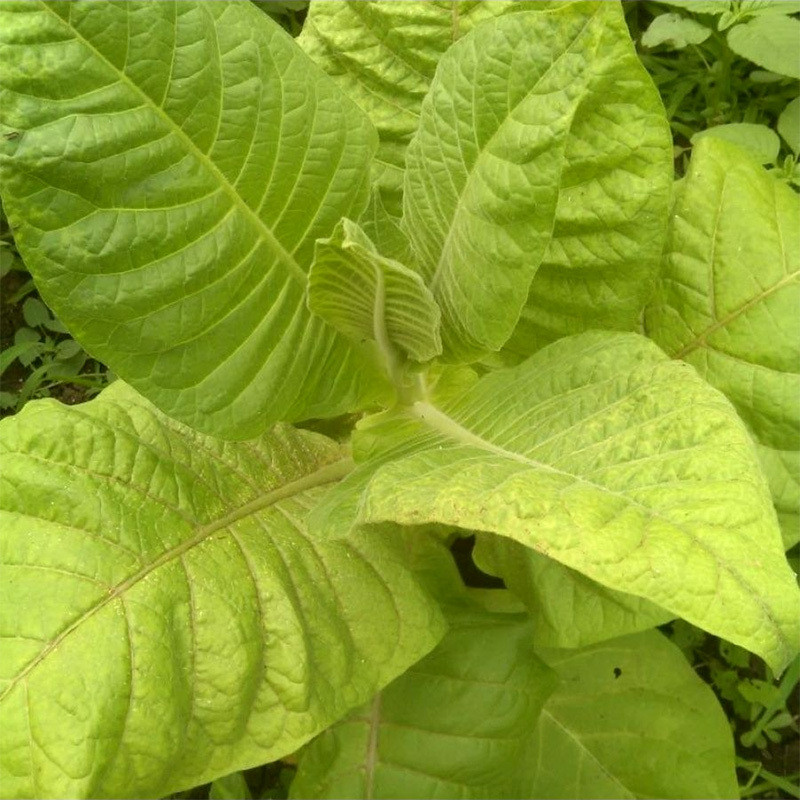 Tobacco seeds Mostrenco - 50