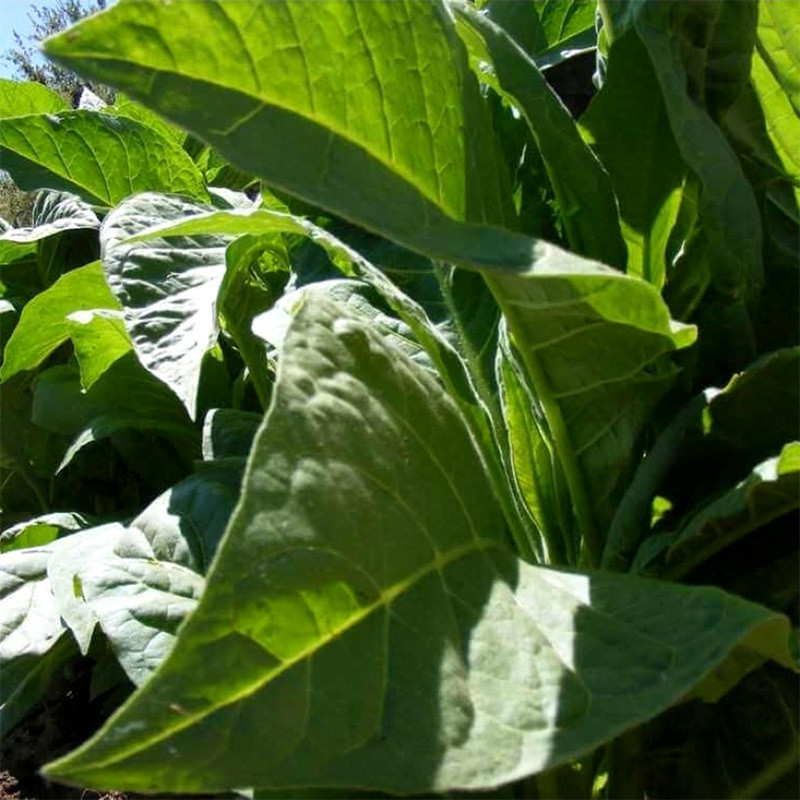 Tobacco seeds Mostrenco - 50