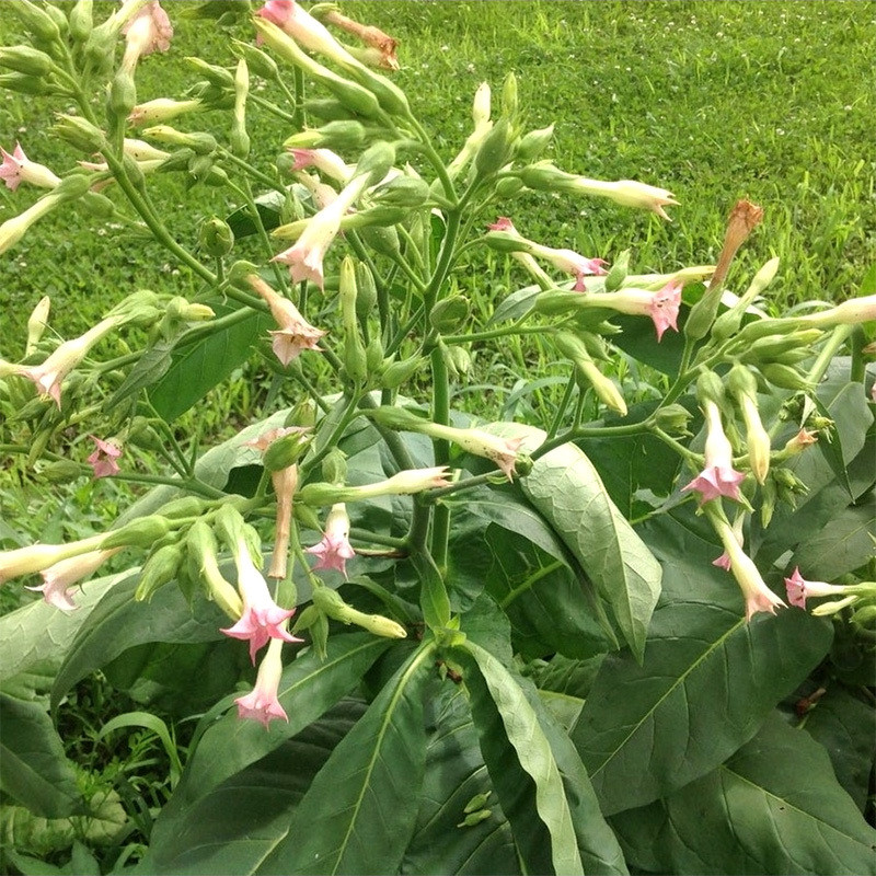 Tobacco seeds Mostrenco - 50