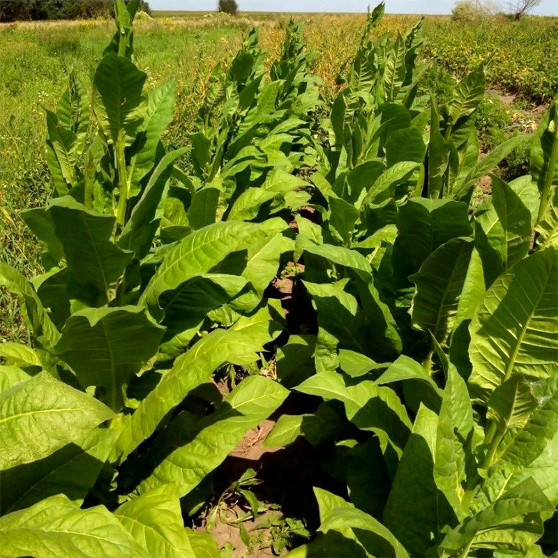Tobacco seeds Mostrenco - 50