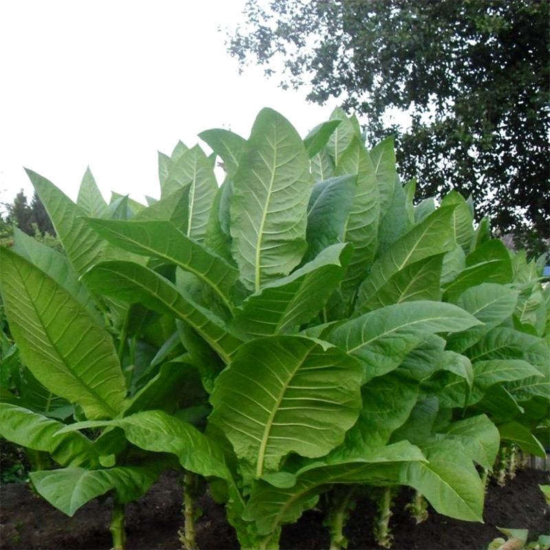 Tobacco seeds Mostrenco - 50