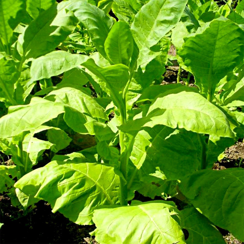Tobacco seeds Mostrenco - 50