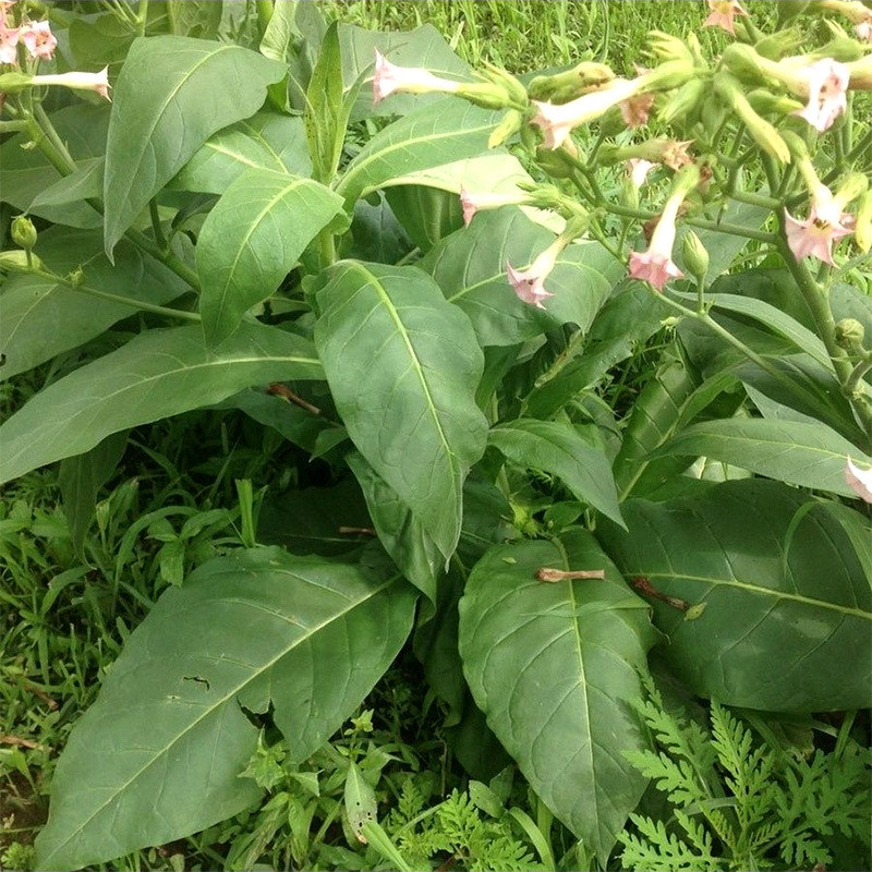 Tobacco seeds Mostrenco - 50