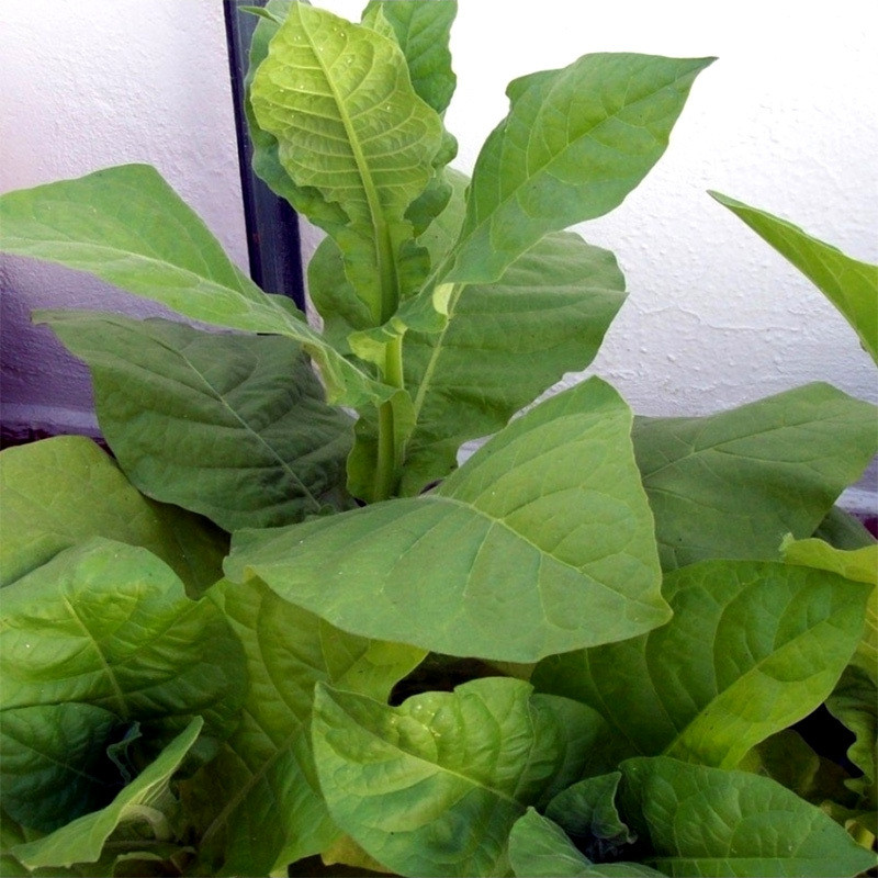 Tobacco seeds Burley 46 - 100