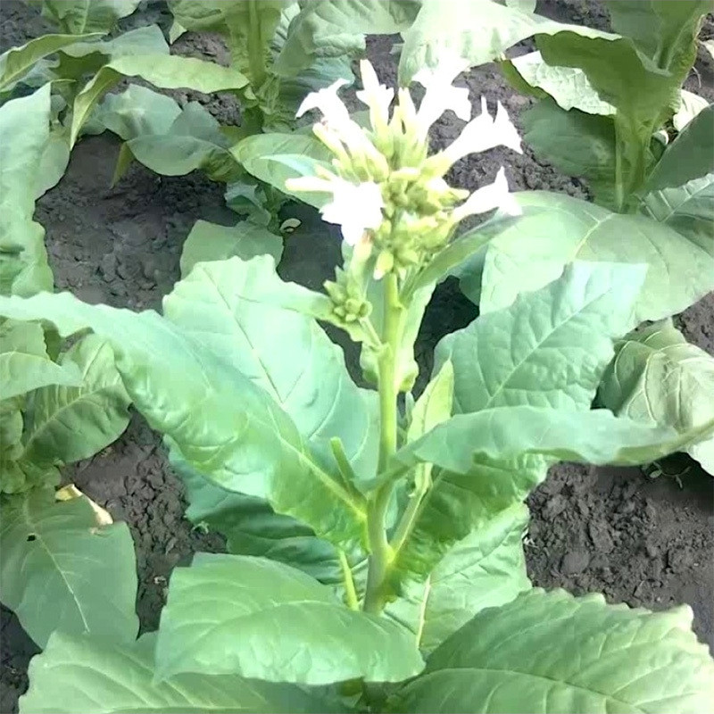 Tobacco seeds Burley 46 - 100
