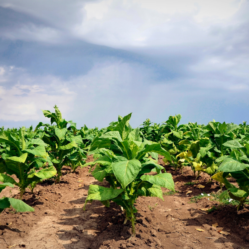 Tobacco seeds Dukat Krymski (Crimean) - 50