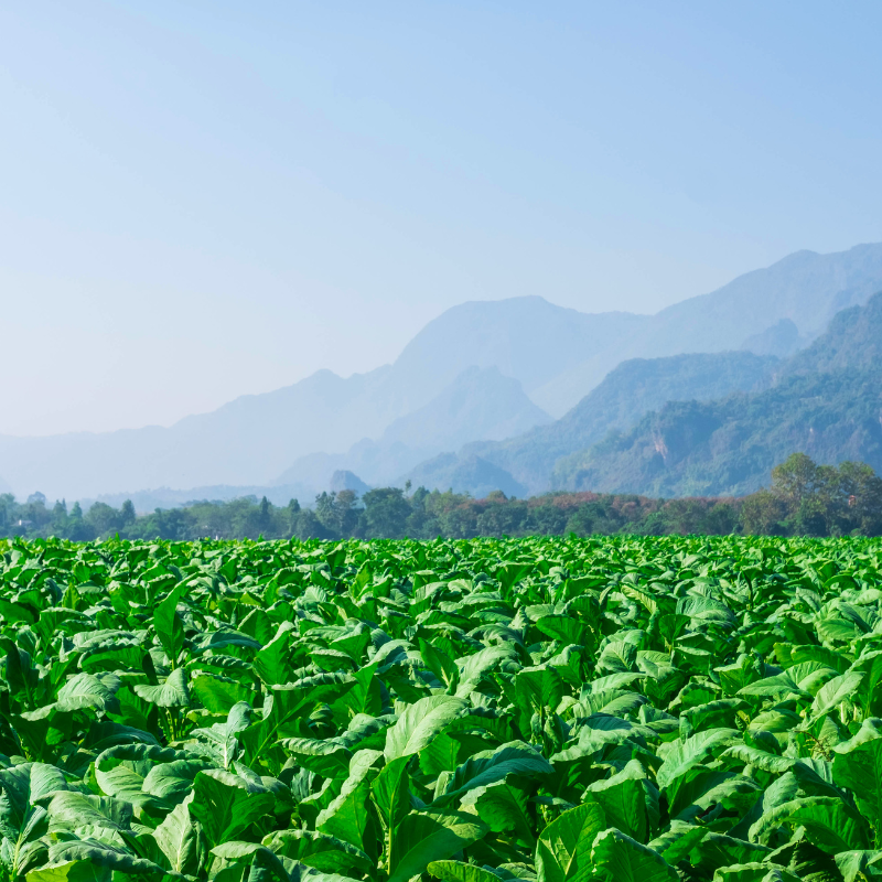 Tobacco seeds Dukat Krymski (Crimean) - 50