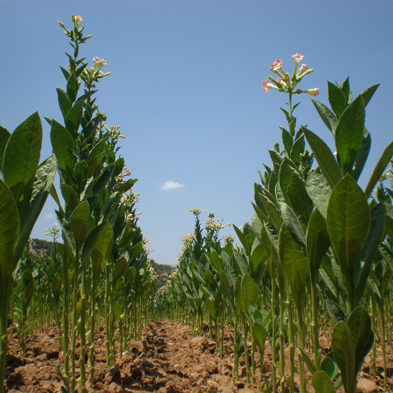 Tobacco seeds Golden Wilt - 100