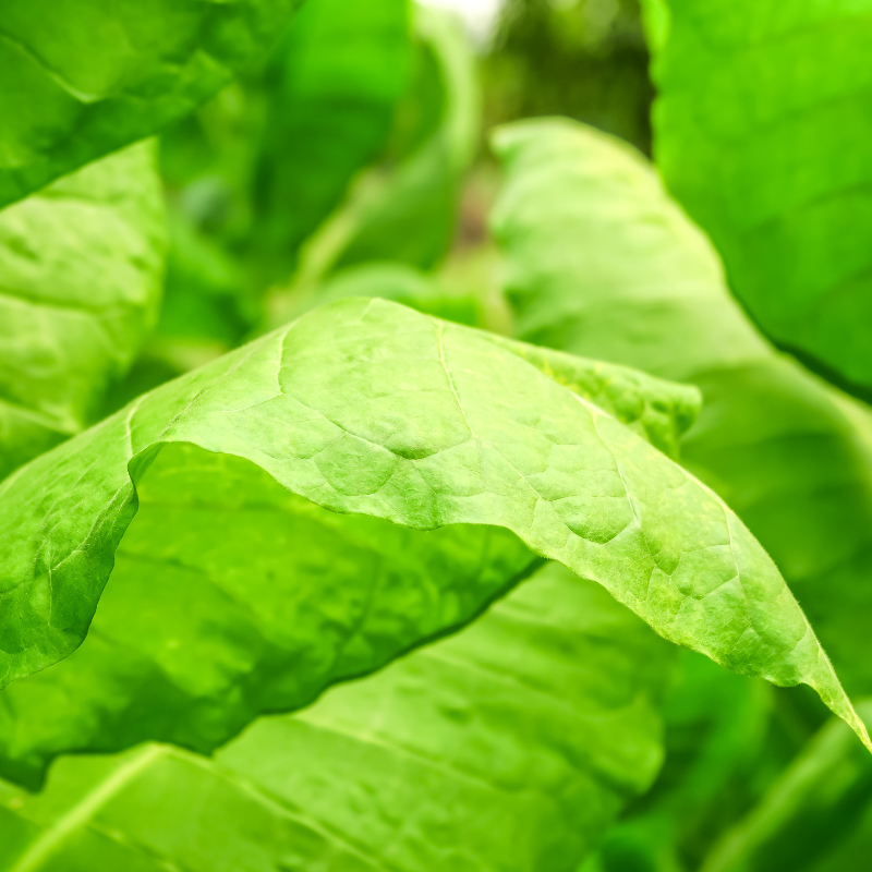 Tobacco seeds Golden Wilt - 100