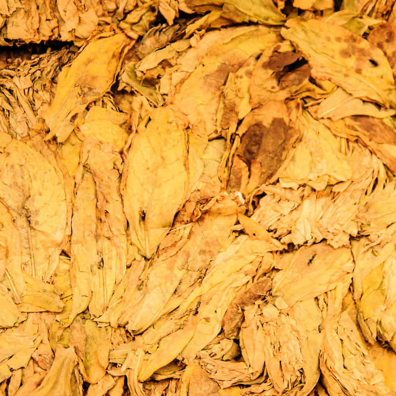 Tobacco seeds Golden Wilt - 100