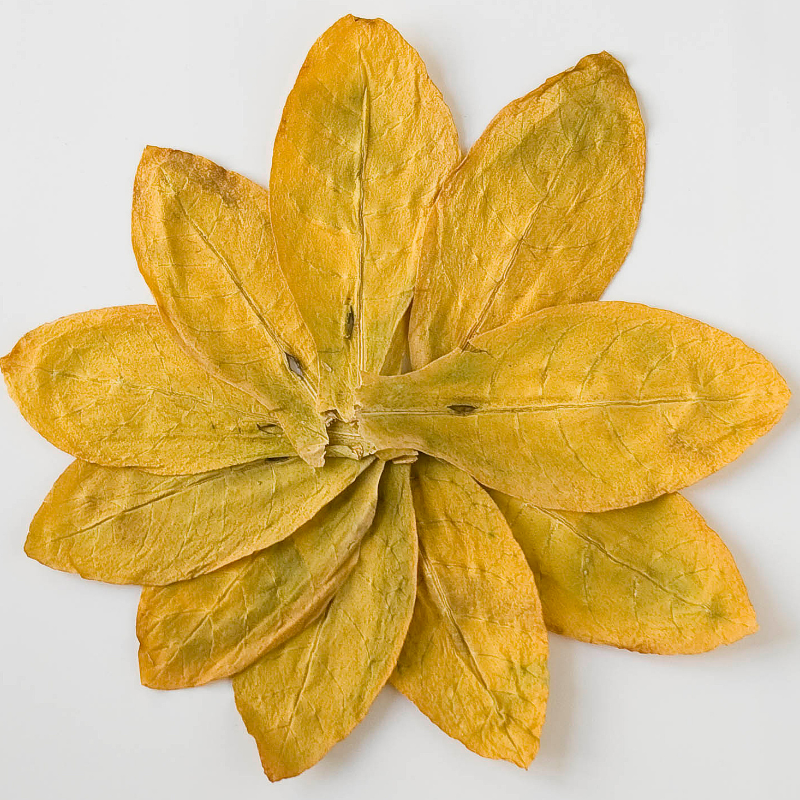 Tobacco seeds Golden Wilt - 100