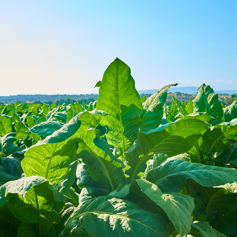 Shag seeds Shtambur - 100