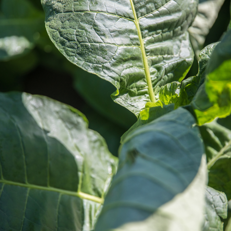 Shag seeds Shtambur - 100
