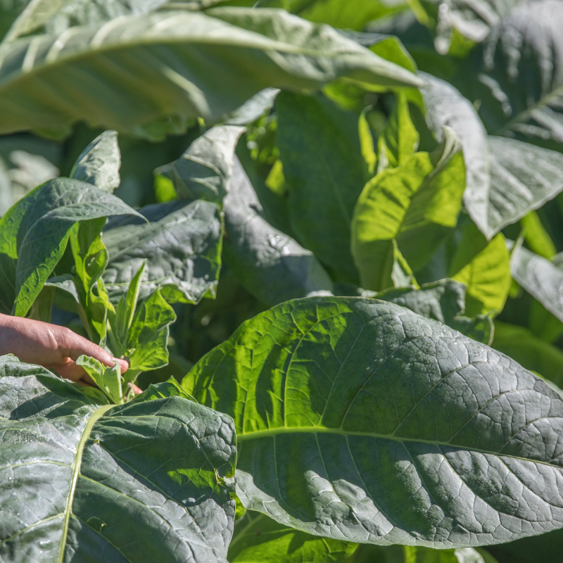 Shag seeds Shtambur - 100
