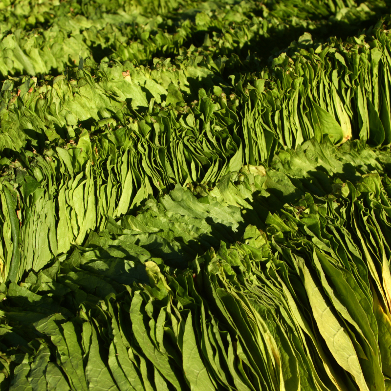 Shag seeds Shtambur - 100