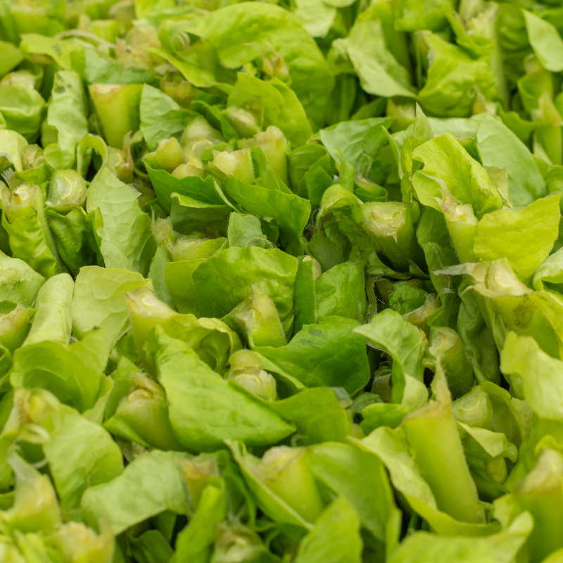 Shag seeds Shtambur - 100