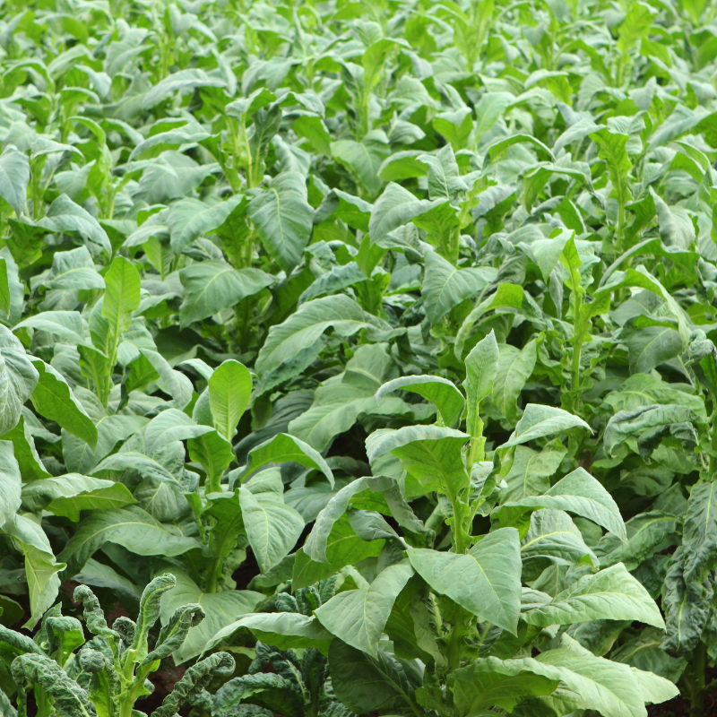 Shag seeds Peruvian Mapacho - 300