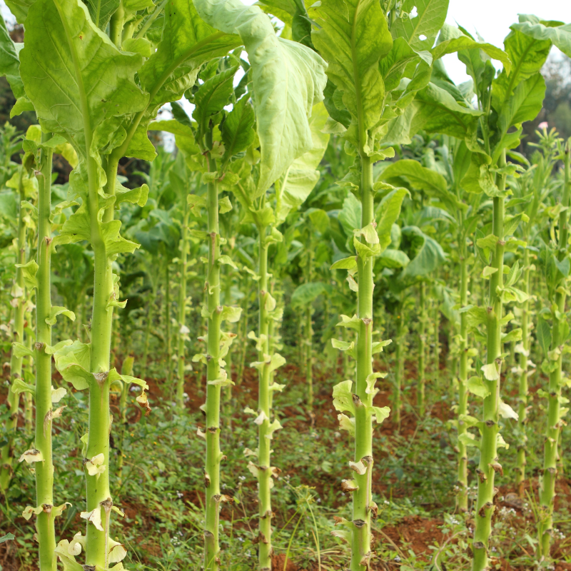 Shag seeds Peruvian Mapacho - 300