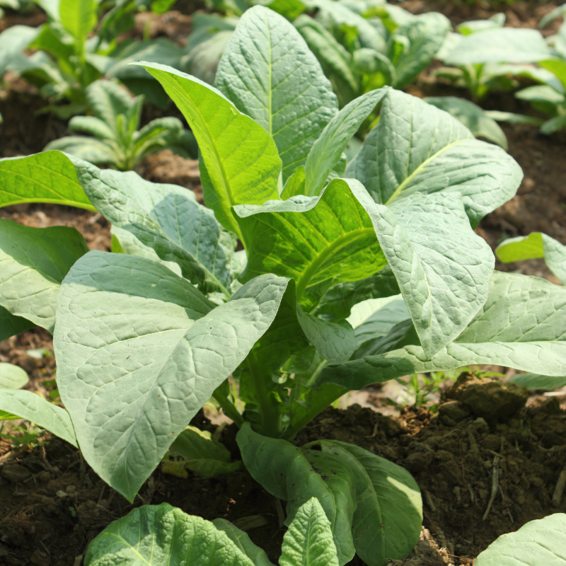 Shag seeds Peruvian Mapacho - 300