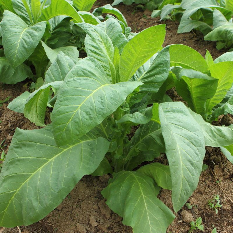 Shag seeds Peruvian Mapacho - 300
