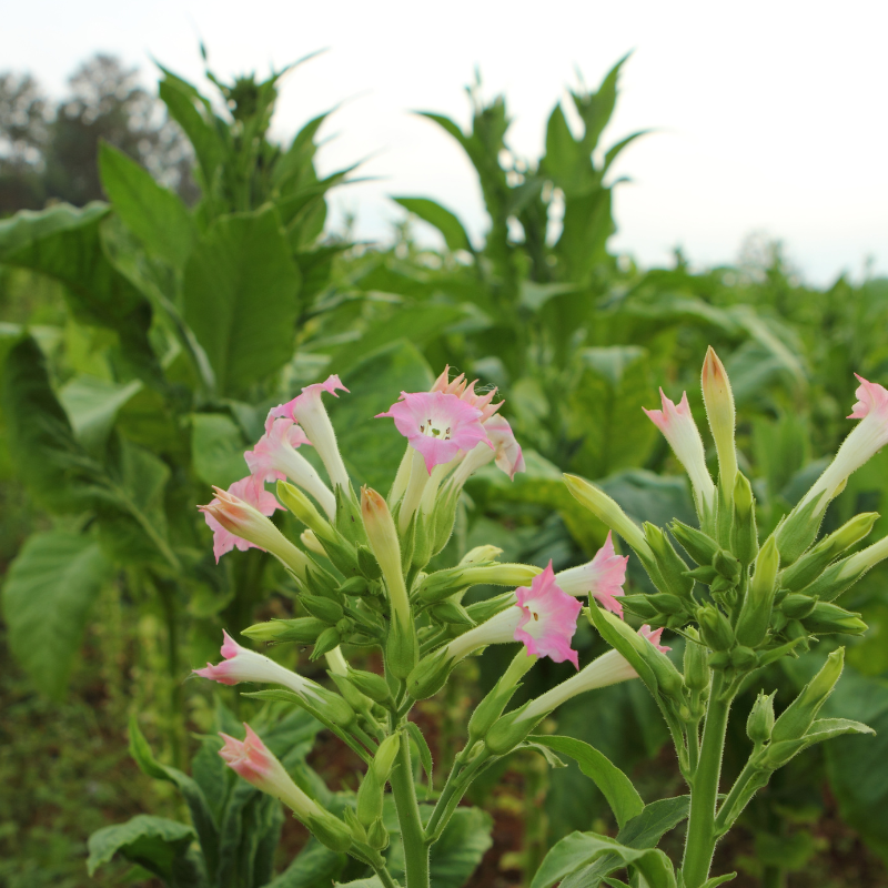 Shag seeds Peruvian Mapacho - 300