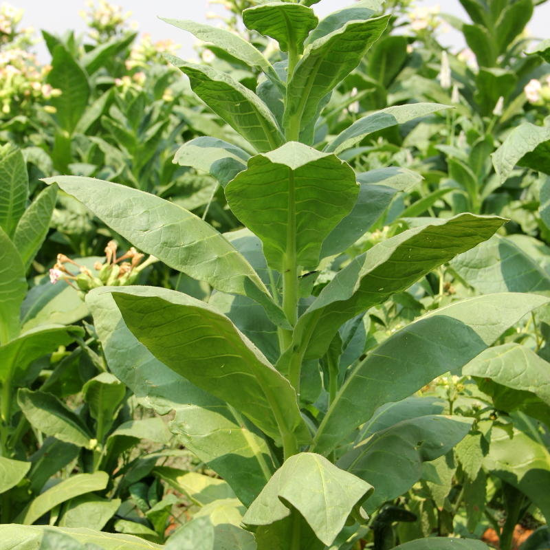 Shag seeds Peruvian Mapacho - 300