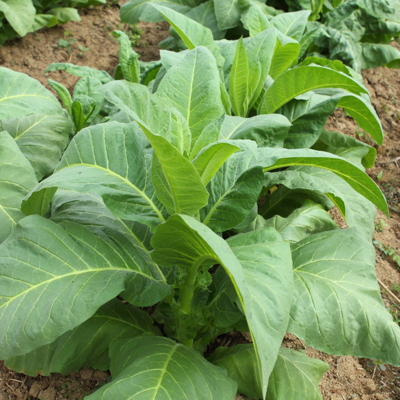 Shag seeds Peruvian Mapacho - 300