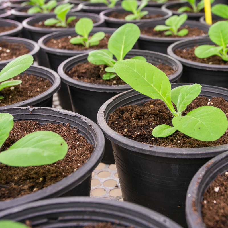 Tobacco seeds Shag Stalingradskaya - 50